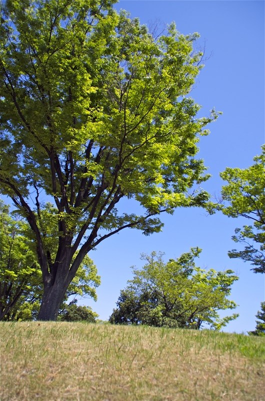 純粋に素晴らしいレンズ。』 TAMRON AF 18-200mm F/3.5-6.3 XR Di II