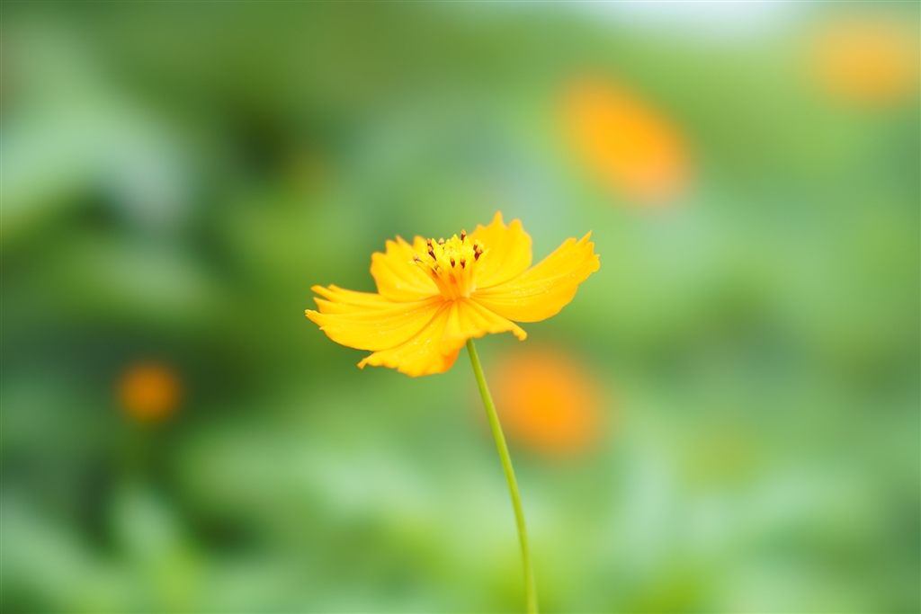 価格.com - 『蕩けるようなボケ作例』SONY FE 100mm F2.8 STF GM OSS