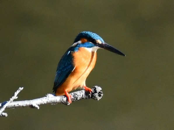 軽くて安くてVRも強力なので、近場の野鳥撮影に重宝しています