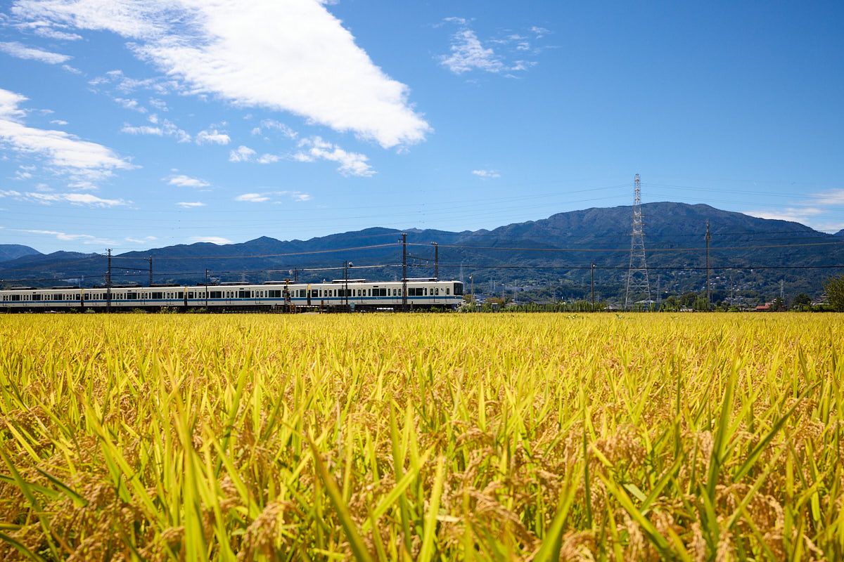 Capture One】稲穂の海を走る小田急電車をマジックブラシで表現 - 失敗