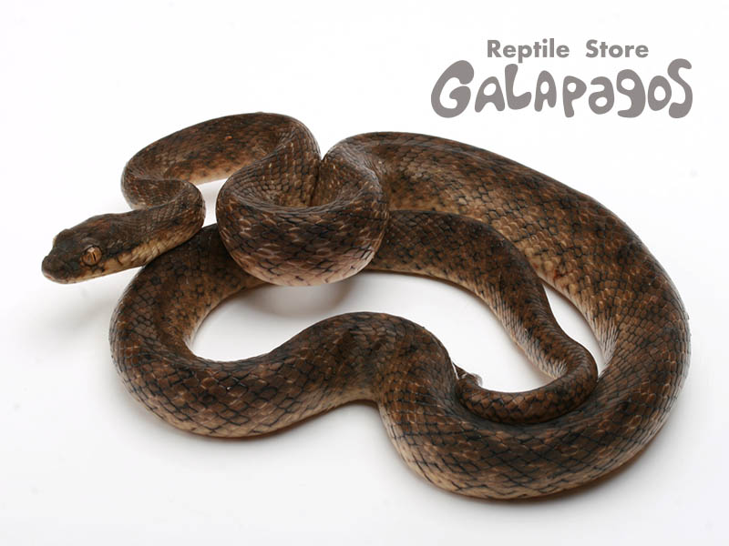 ゴリラってスゲェ！ | レプタイルストア ガラパゴス