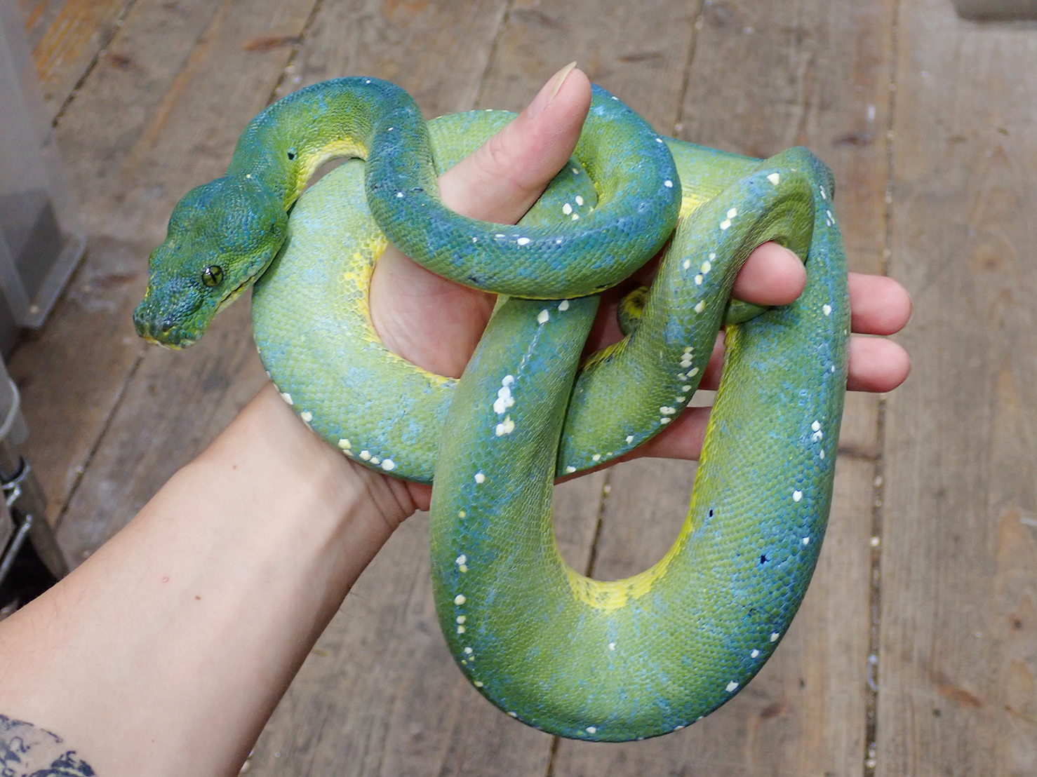 グリーンパイソン | レプスキ | お探しの生体・ショップが見つかる