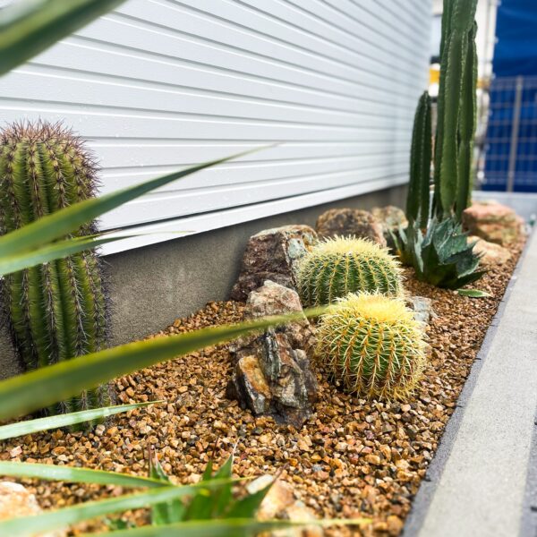 アガベ！サボテン！ドライガーデン in 三浦郡葉山町 - RIMO'S GREEN