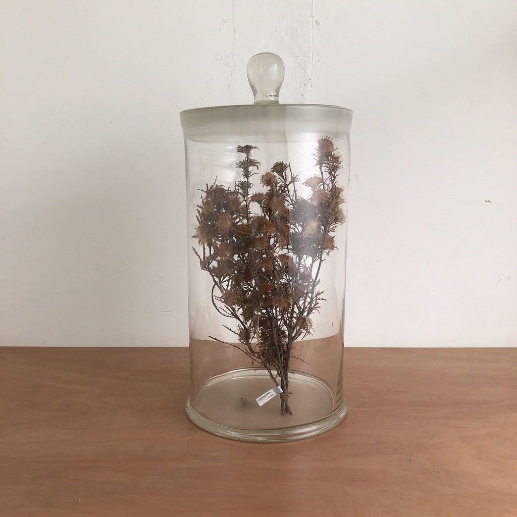 並 標本瓶 240X450H (mm) | リカシツ ｜ 理化学+インテリア ｜ 理系