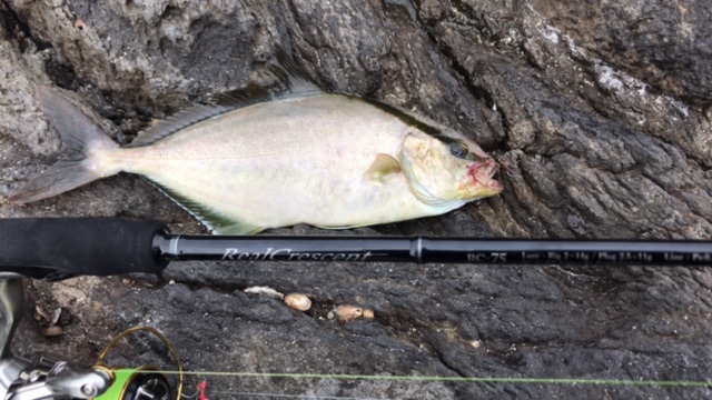 RealCrescent RC-75 ショア小型青物ゲーム・釣果報告 | リップル