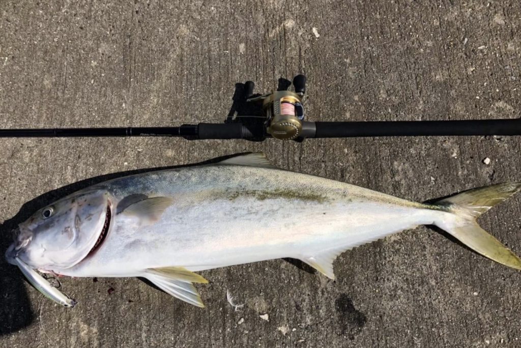 MonsterImpact 110HH Bait HIRA ショアヒラマサ釣果報告 | リップル