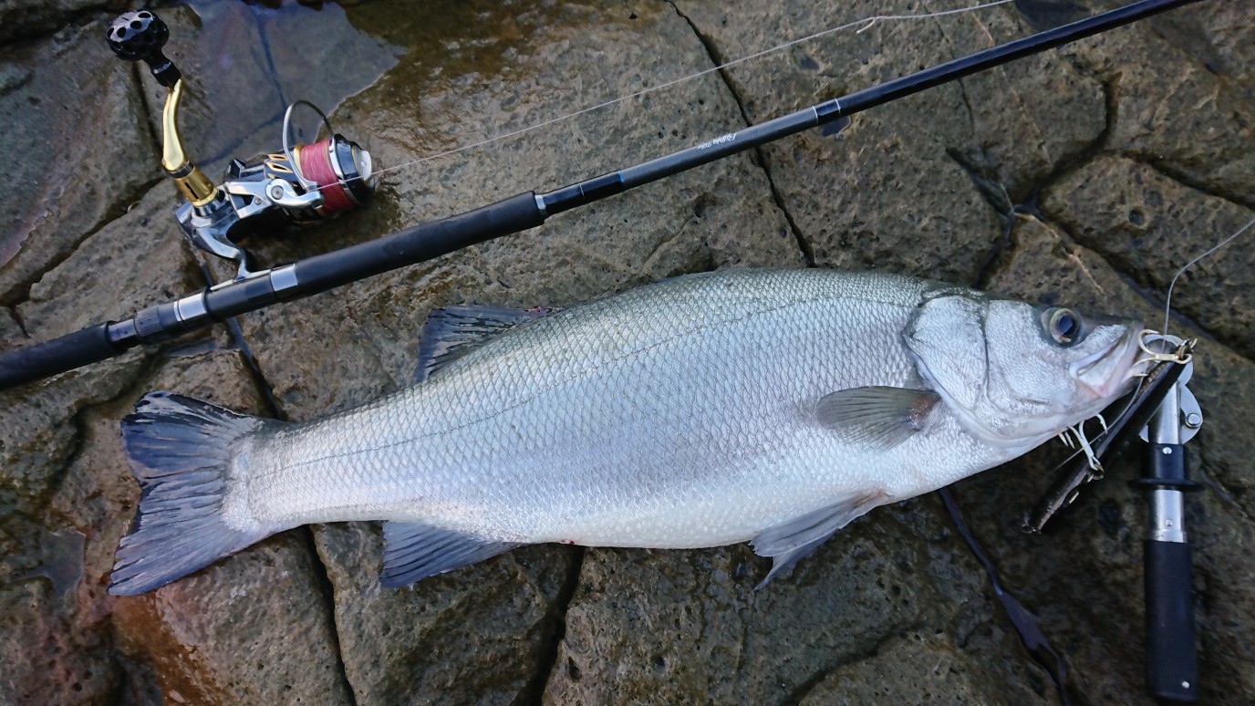 釣行レポート】RunnerExceed97EH / MonsterImpact110HH ロックショア