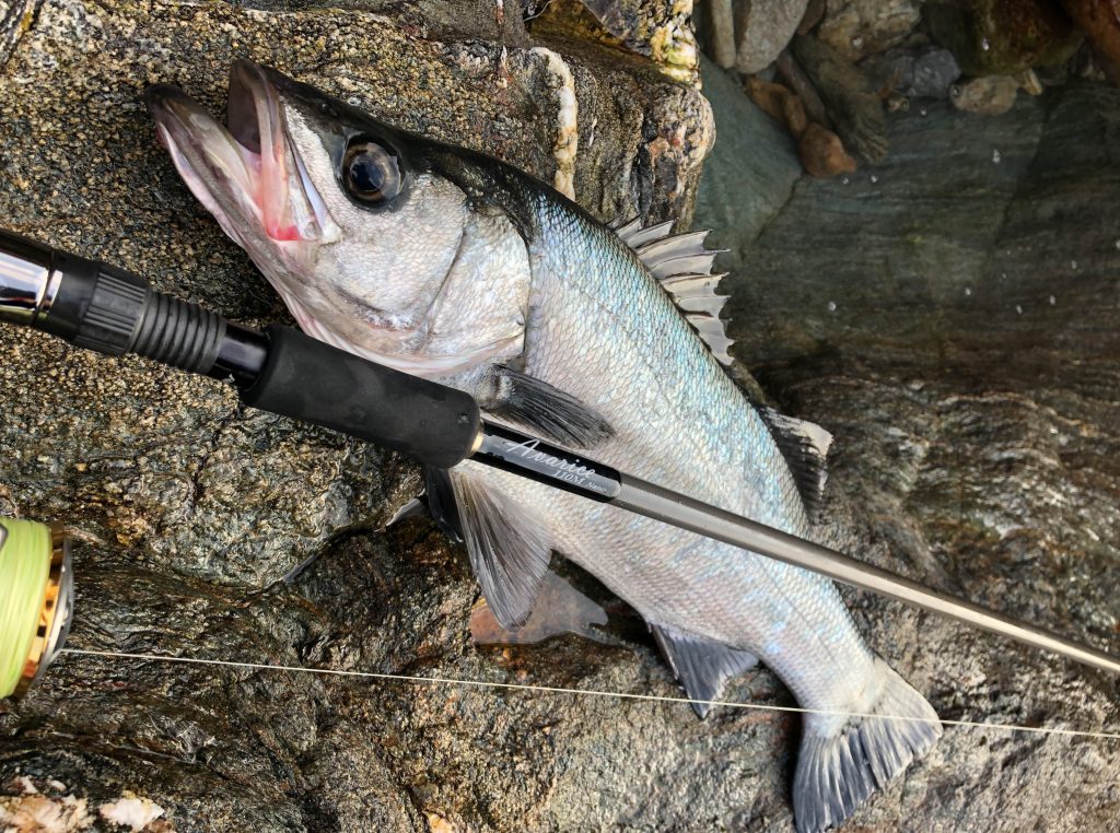 シーズン特集】 Vol.3「ヒラスズキロッド解説」 | リップル