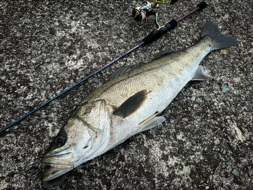 RealCrescent RC-65 シーバス・釣果レポート | リップルフィッシャー