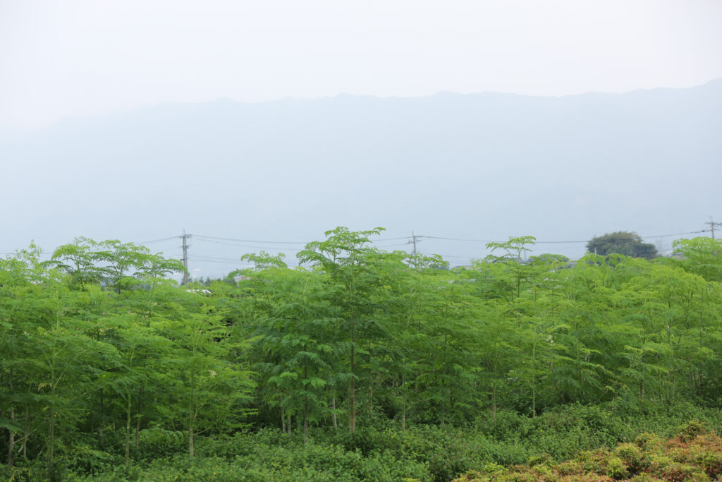 モリンガが奇跡の⽊といわれる理由とは？なぜいま注目されるのか