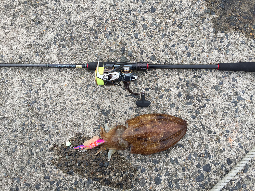 Daiwa（ダイワ）HRF KJ 85MS 実釣インプレ（レビュー）キジハタ