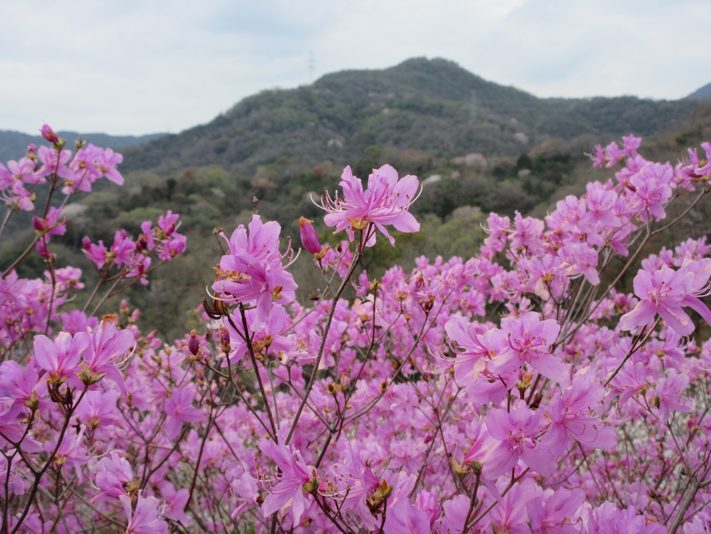 六甲山自然案内人の会