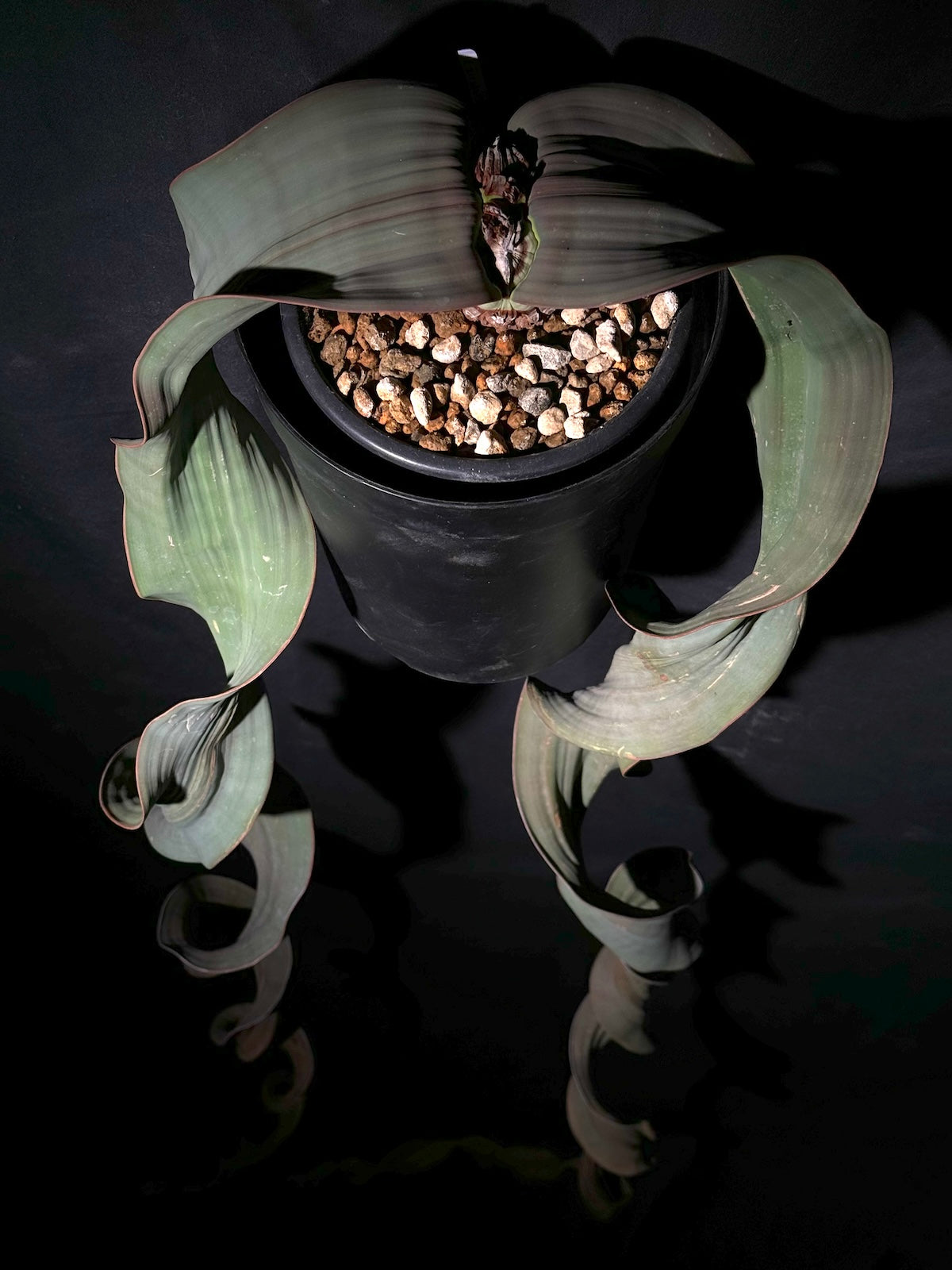 奇想天外｜Welwitschia mirabilis – ROUTE BOTANICALS