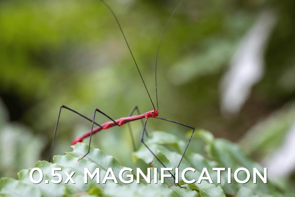 Canon RF100mm F2.8 L MACRO IS USM | Canon U.S.A., Inc.