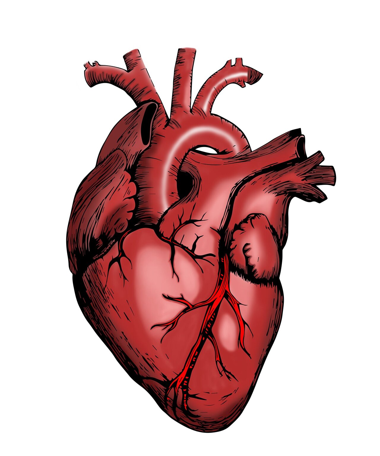 What the unique shape of the human heart tells us about our evolution