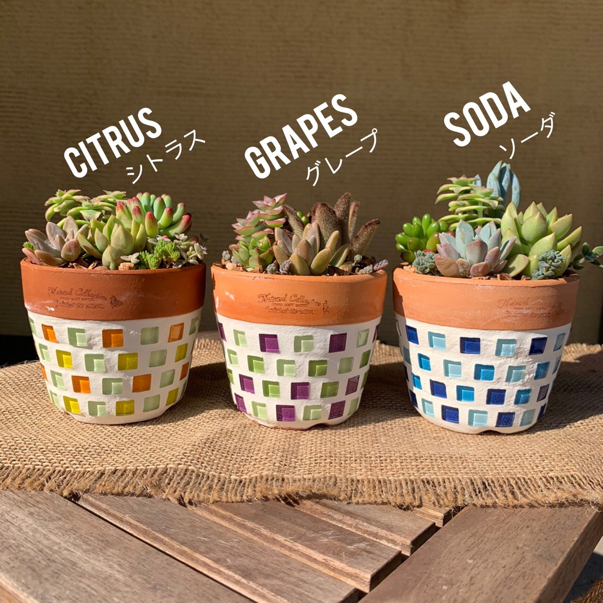 CERA VITA（セレ・ヴィータ） ｜ 陶器のセレクトショップ 三陶園