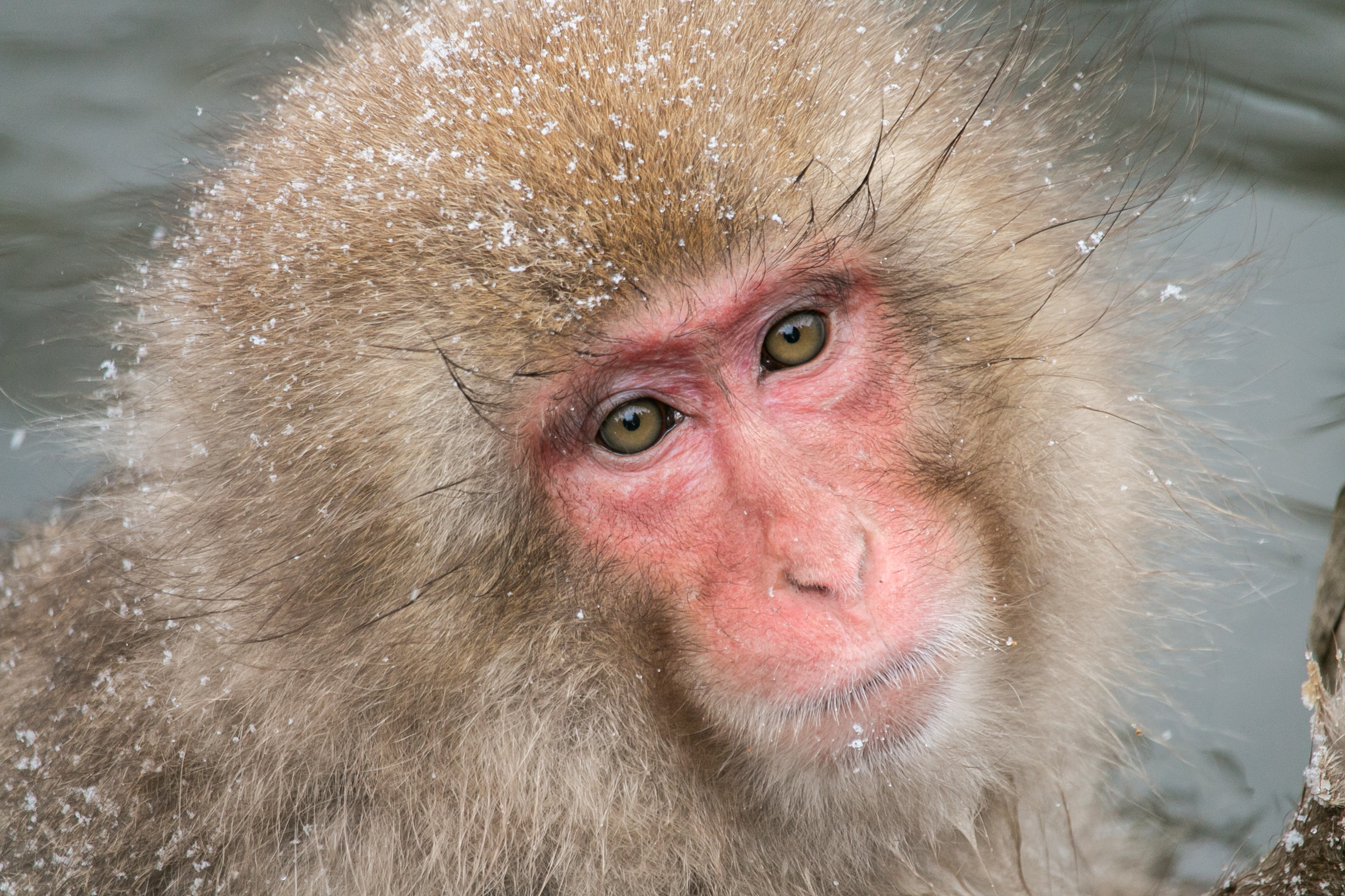 SNOW MONKEYS & CHERRY BLOSSOMS IN JAPAN | Sandra Wagner-Wright