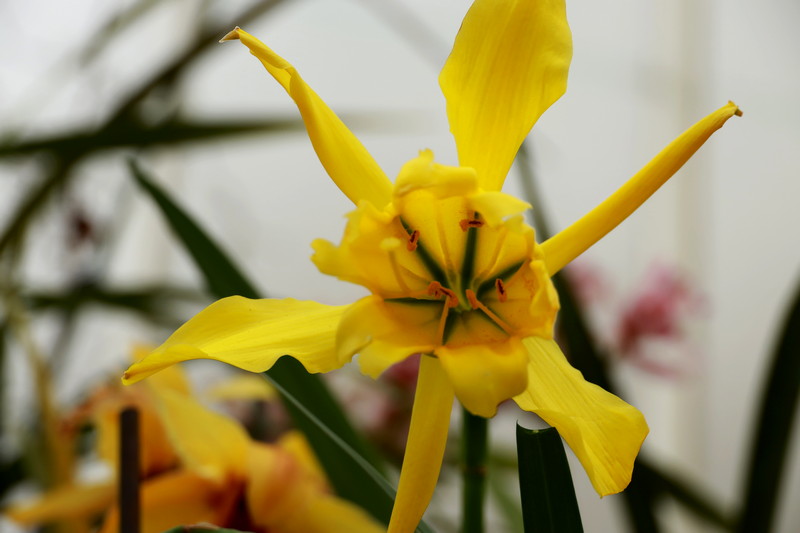 Bulb of the moment: Paramongaia weberbaueri Velarde | Sandra's Garden