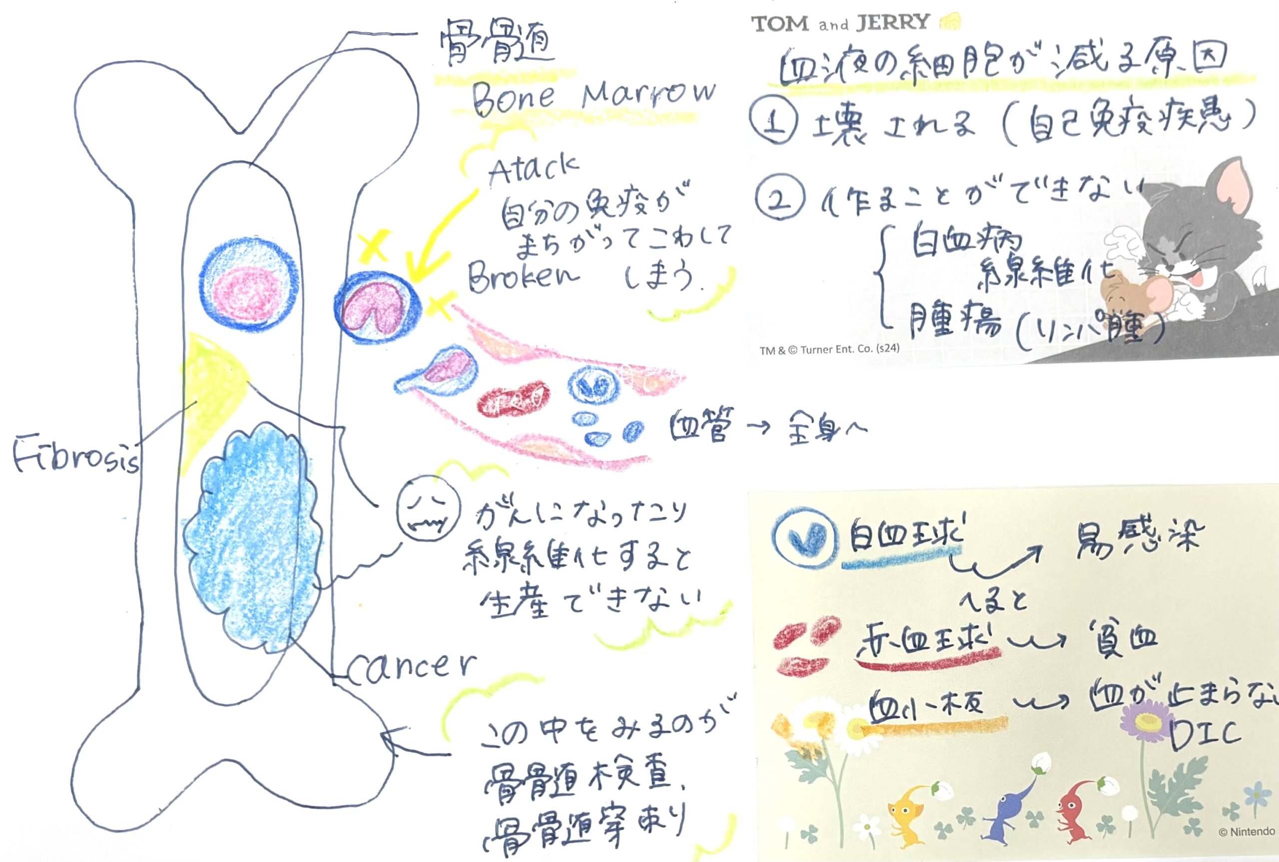 骨髄検査 – さだひろ動物病院 松戸市新松戸の犬・猫専門動物病院