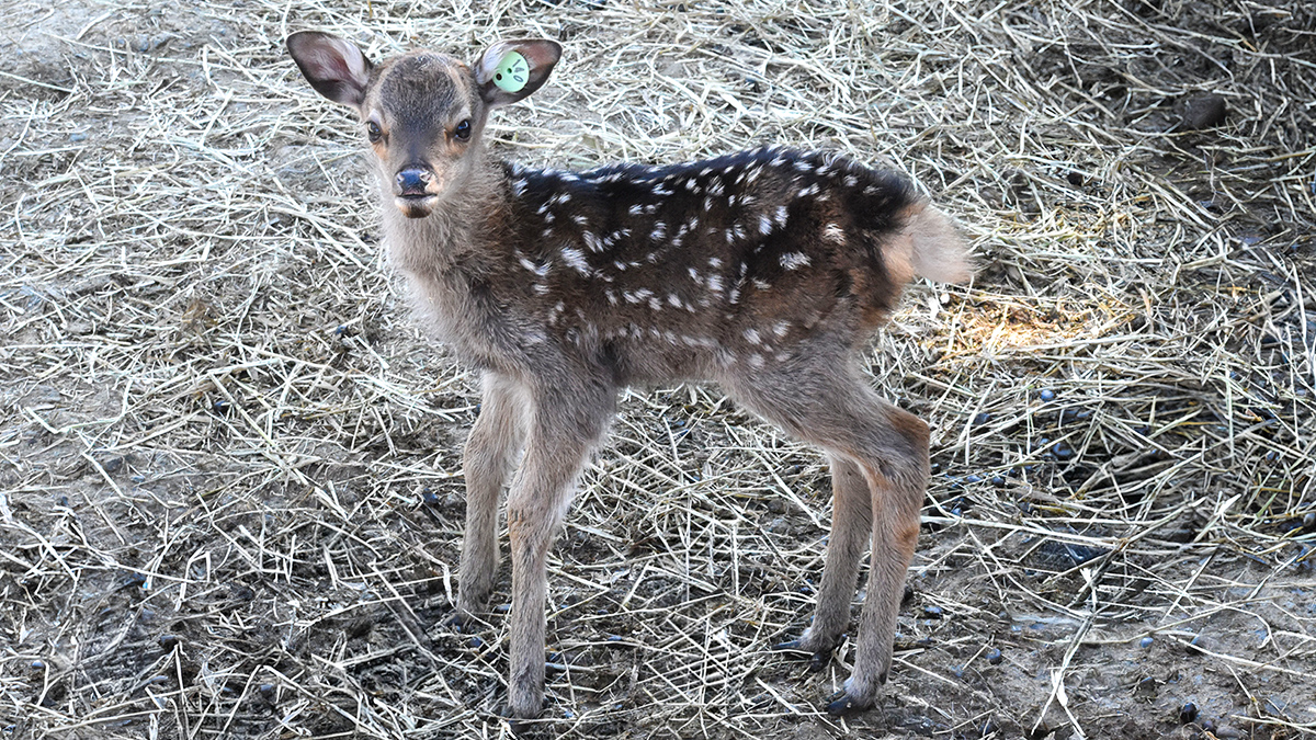 ニホンジカ | 野生の王国 群馬サファリパーク