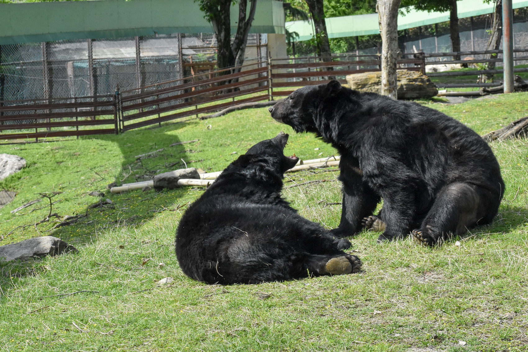 ニッポンツキノワグマ | 野生の王国 群馬サファリパーク