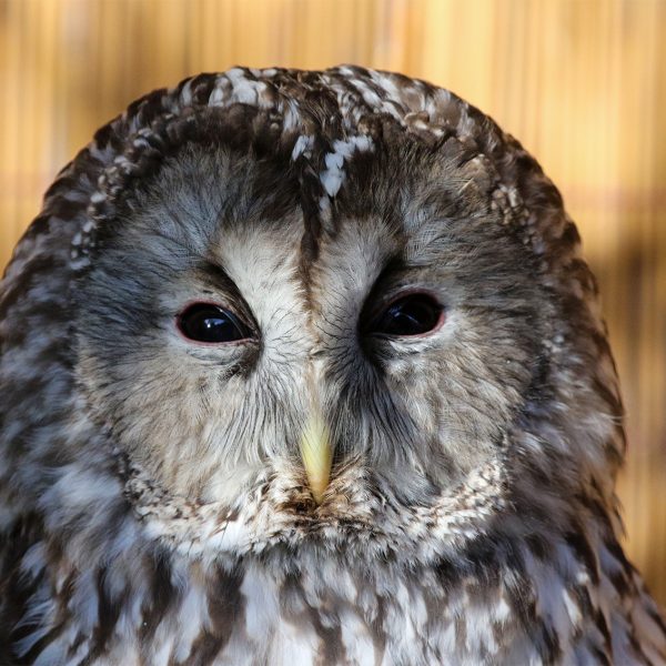 ural-owl_grelly02-600x600.jpg