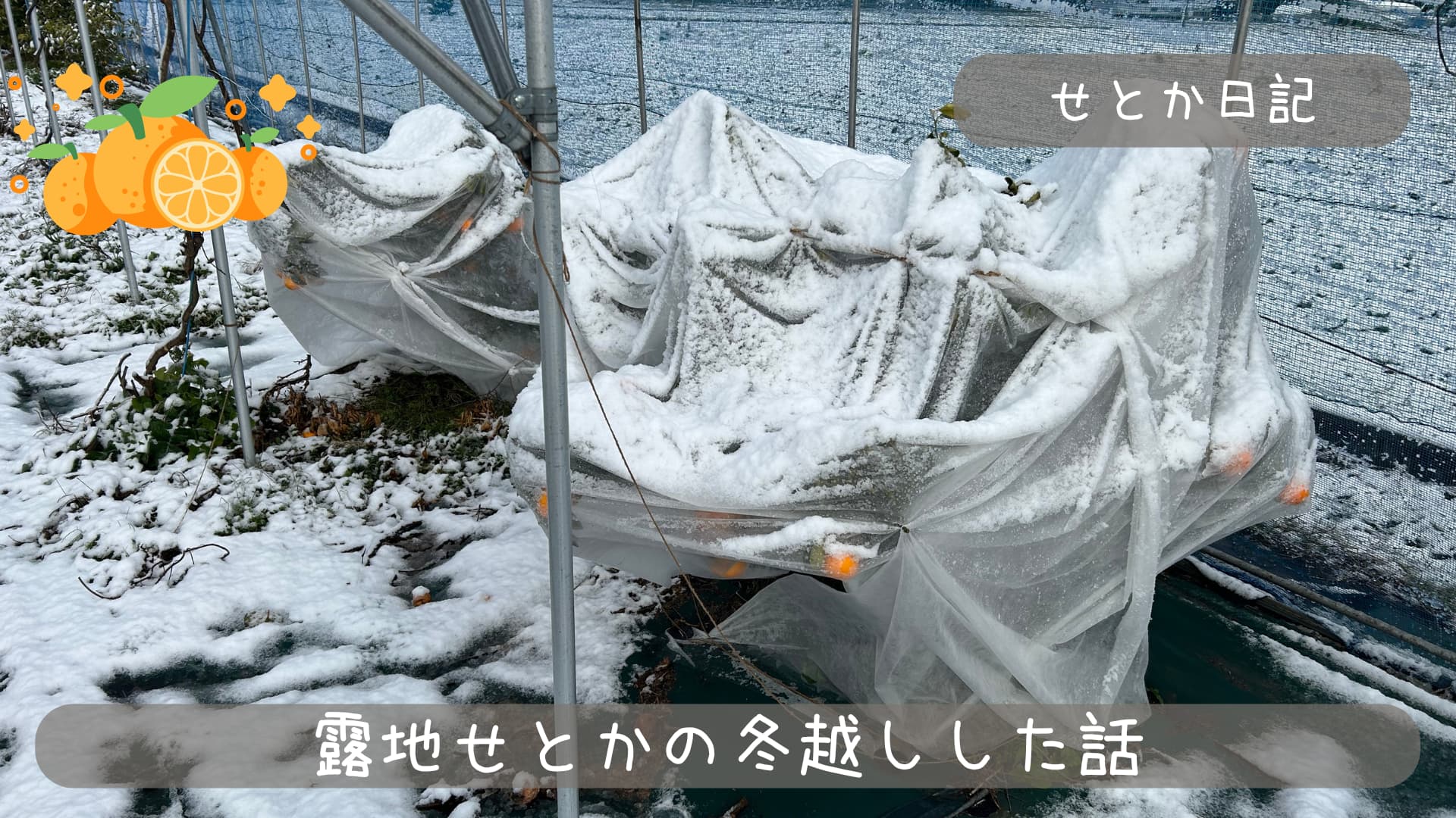 せとか防寒対策｜露地柑橘の不織布掛け｜不織布毎年かける？ | サブロ