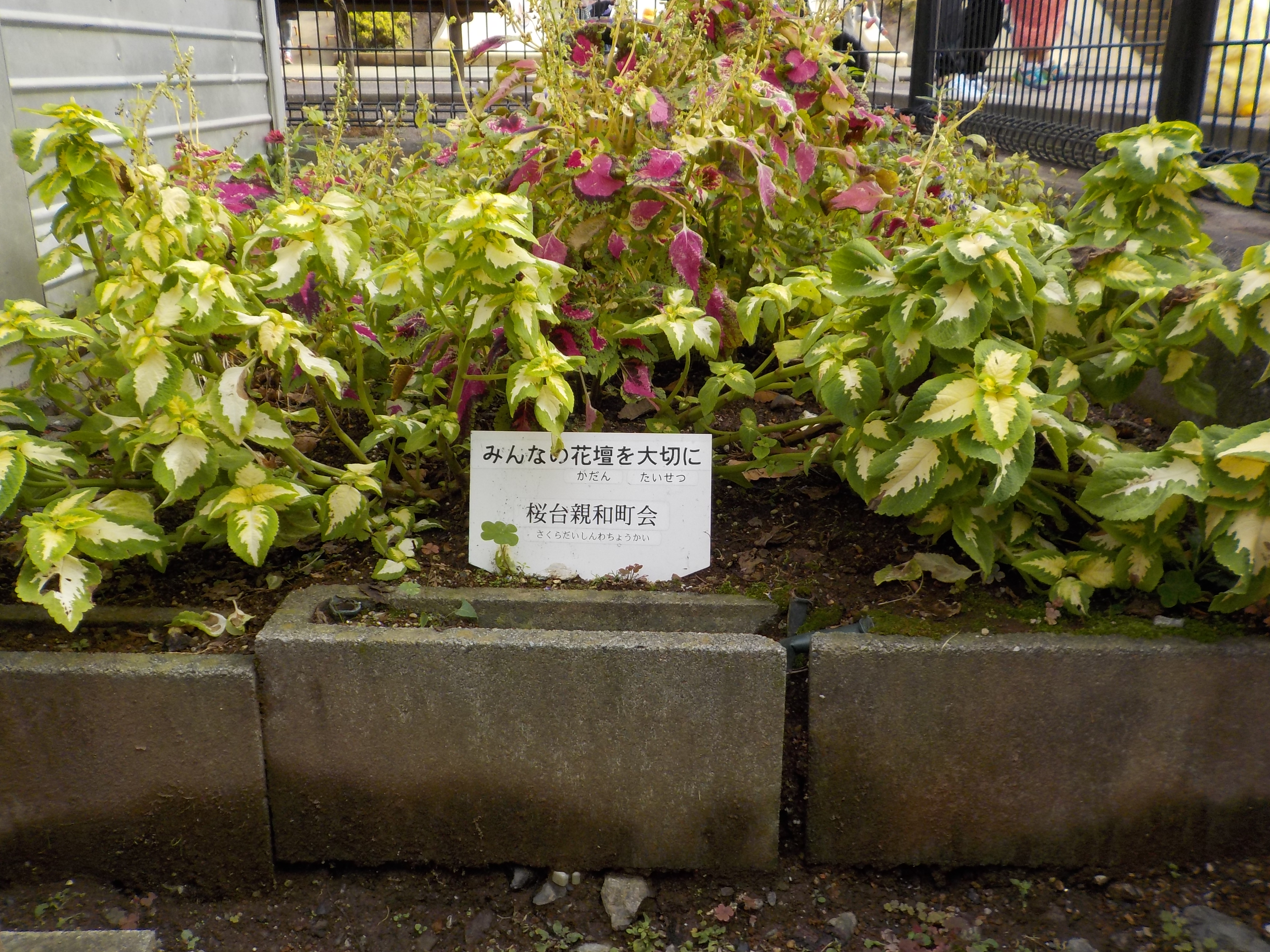 桜台親和町会花壇管理委員会 | 桜台親和町会花壇管理委員会では、桜台