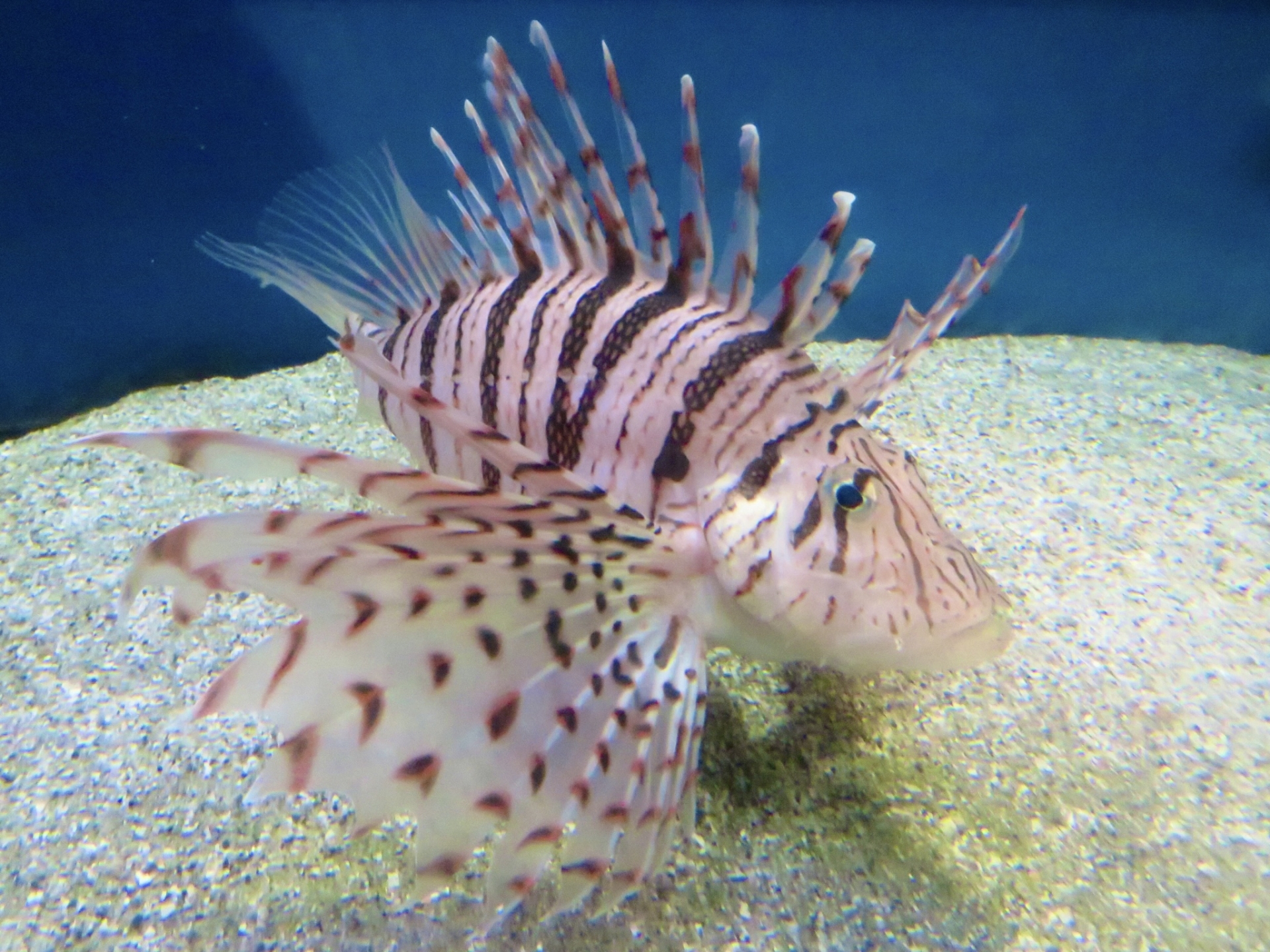 見た目が綺麗な＜ミノカサゴ＞は毒棘に注意 富山湾で増えている