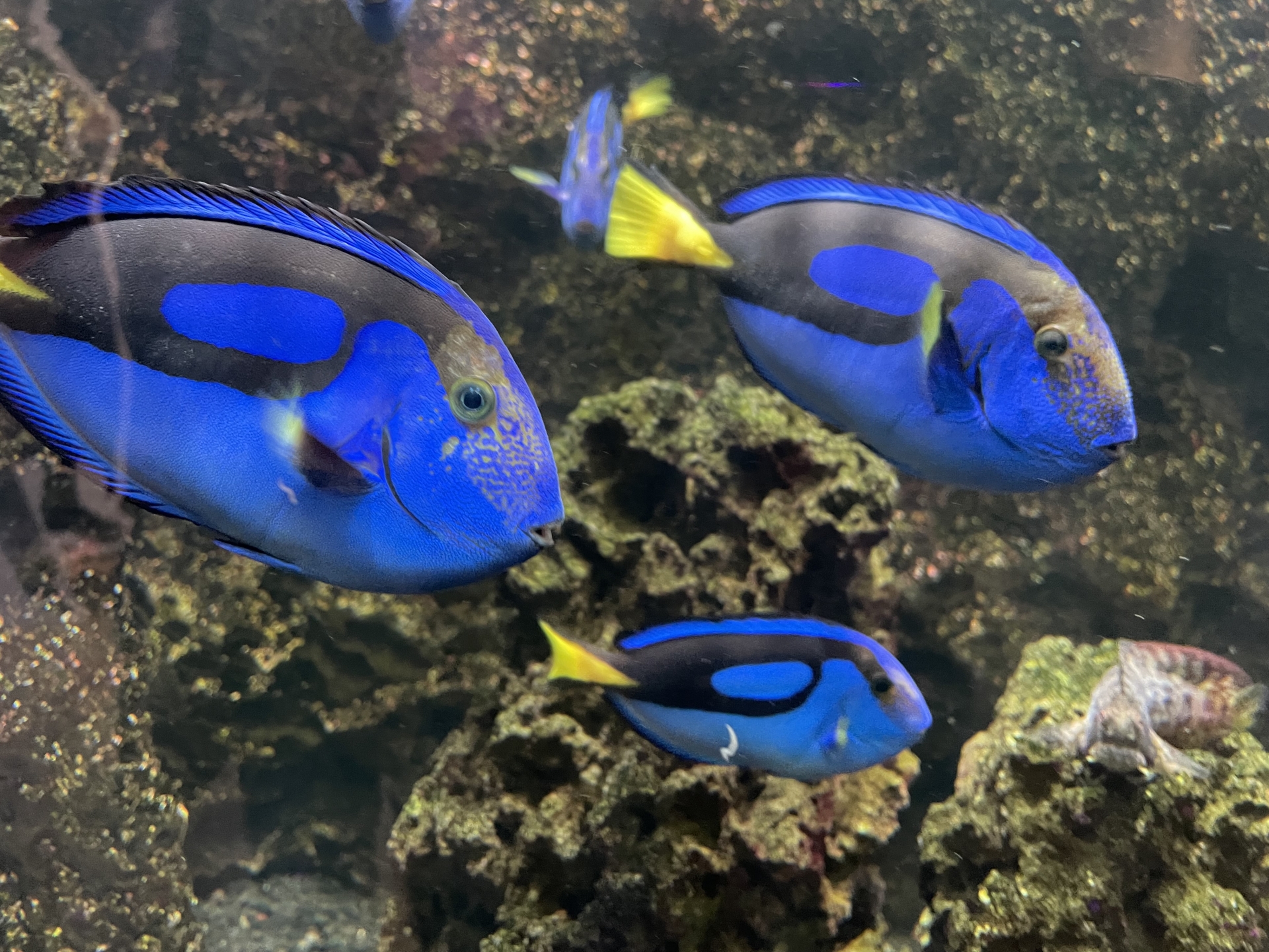 深い青に包まれた神秘のサカナ＜ナンヨウハギ＞の秘密を探る 青い体色