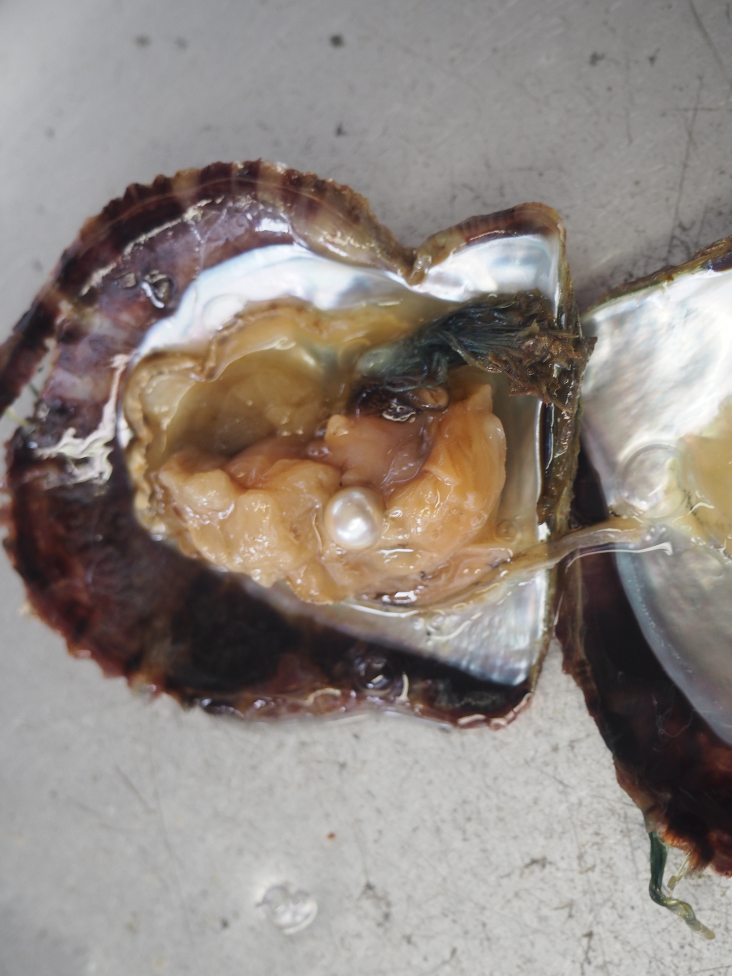 世界で注目！価格高騰中の＜日本の真珠＞ 母貝はアコヤガイだけじゃ