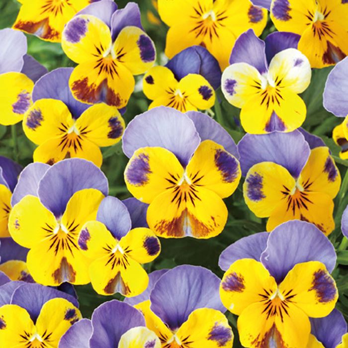 セルトップ(R)苗 ビオラ ユニークカラー 2種セット｜種（タネ）,球根