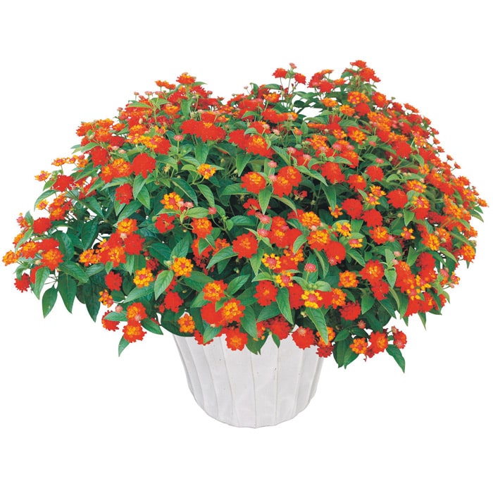 ランタナ スーパーランタナ 3種セット｜種（タネ）,球根,苗,資材