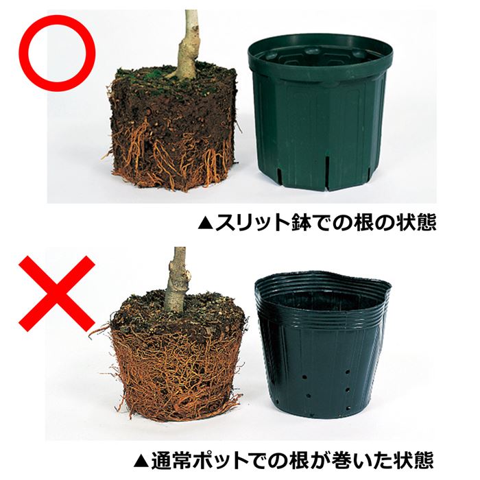 スリット鉢ロング5号｜種（タネ）,球根,苗,資材,ガーデニンググッズの