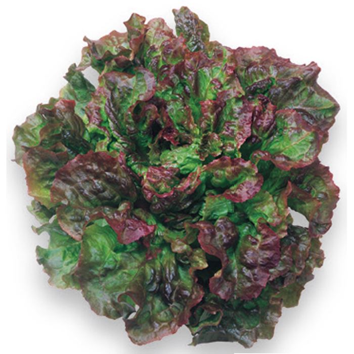 サニーレタス 四季紅｜種（タネ）,球根,苗,資材,ガーデニンググッズの