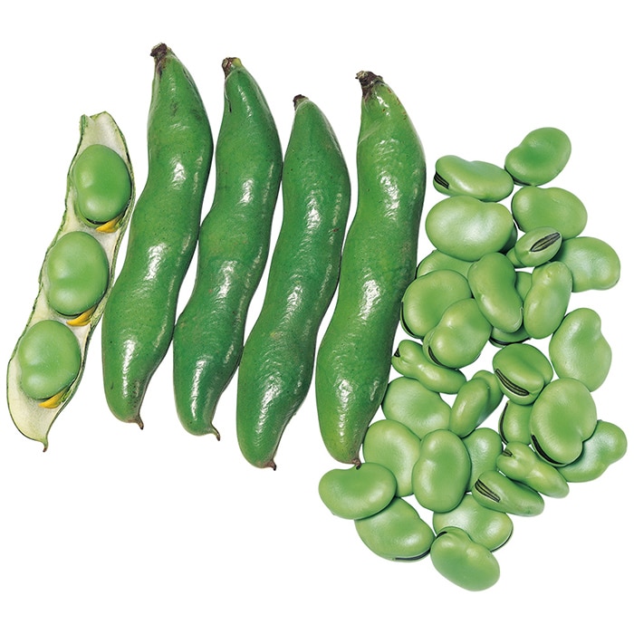 ソラマメ 打越緑一寸｜種（タネ）,球根,苗,資材,ガーデニンググッズの