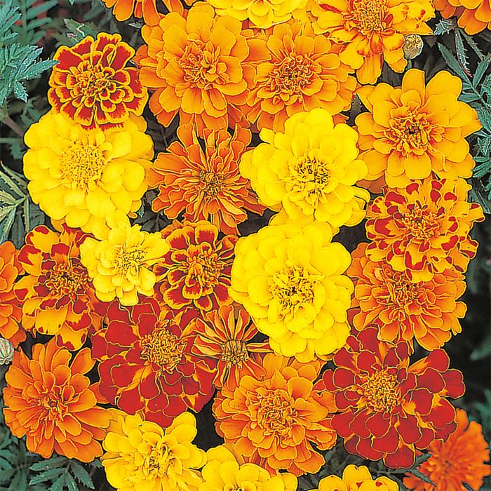 マリーゴールド サファリ ミックス｜種（タネ）,球根,苗,資材
