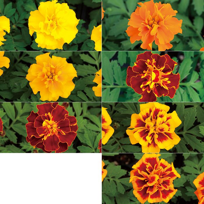 マリーゴールド ホットパック ミックス｜種（タネ）,球根,苗,資材