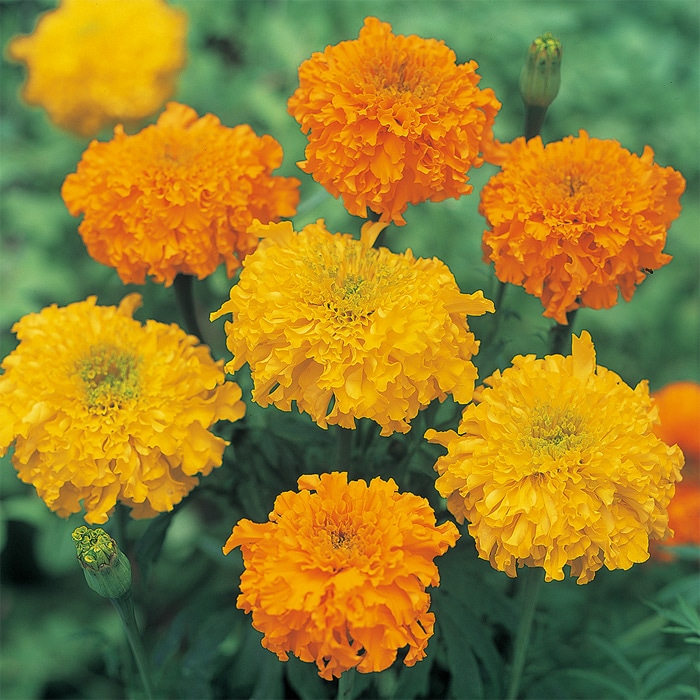 マリーゴールド マリーゴールド 大輪切り花用 混合｜種（タネ）,球根
