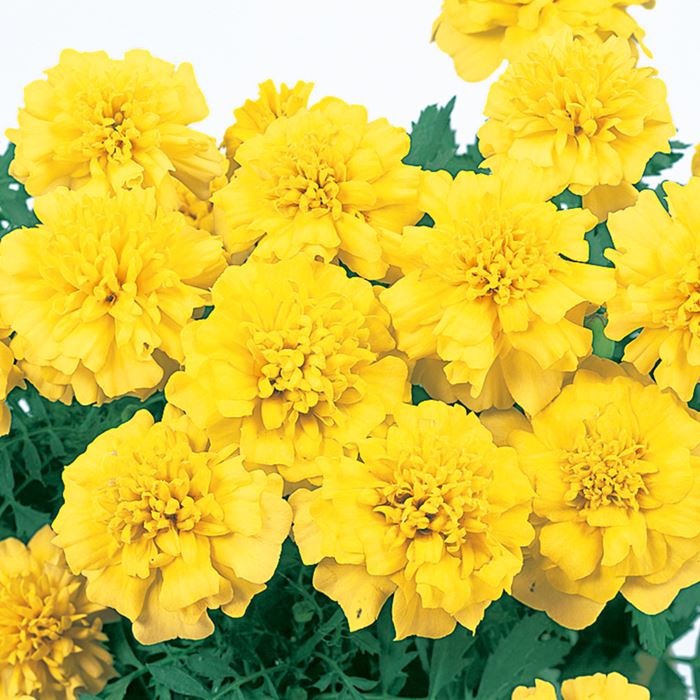 マリーゴールド マーチ イエロー｜種（タネ）,球根,苗,資材