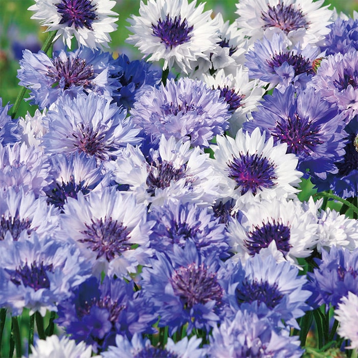 セントーレア（矢車菊） クラシック ファンタスティック｜種（タネ