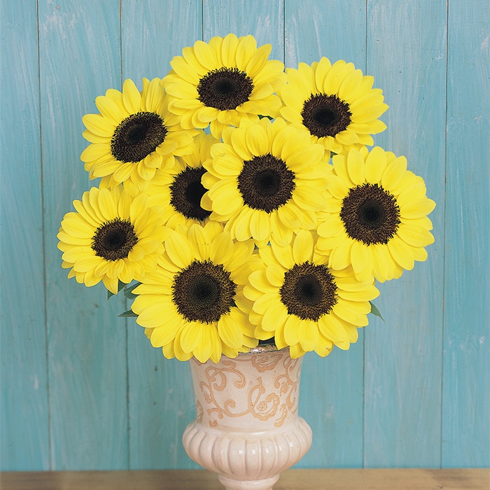 ヒマワリ ビンセント(R) (2型) ポメロ｜種（タネ）,球根,苗,資材