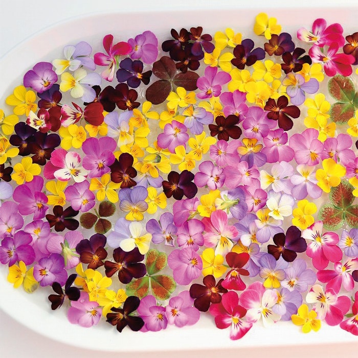 ビオラ フルーレット 見計らい｜種（タネ）,球根,苗,資材,ガーデニング