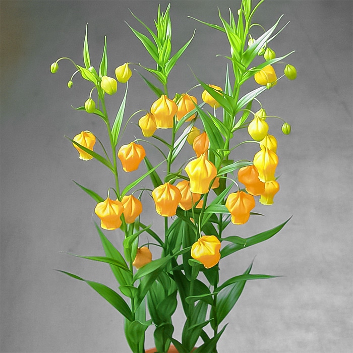 サンダーソニア オーランチアカ｜種（タネ）,球根,苗,資材