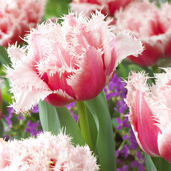 カラーパレット(R) チューリップ フリンジ咲き クイーンズランド｜種