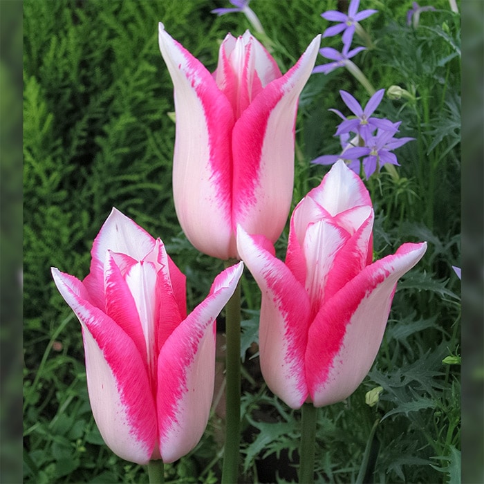 球根】ホーランドシック 5球 チューリップ ユリ咲き ホワイト ピンク