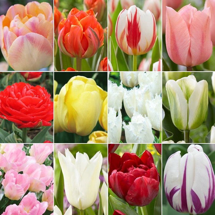 チューリップ スペシャルミックス 20品種｜種（タネ）,球根,苗,資材