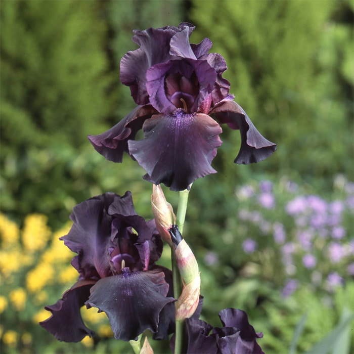 ジャーマンアイリス スーパーステイション｜種（タネ）,球根,苗,資材