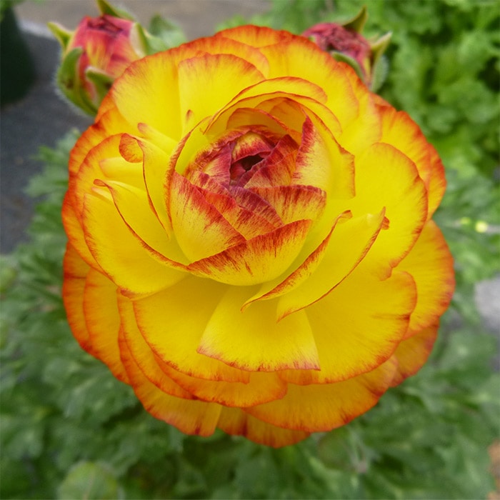 ラナンキュラス アヤリッチバイカラーオレンジ ミックス｜種（タネ