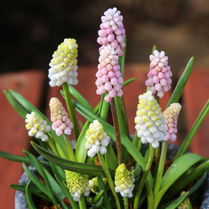 ムスカリ ピンク＆ホワイトミックス｜種（タネ）,球根,苗,資材